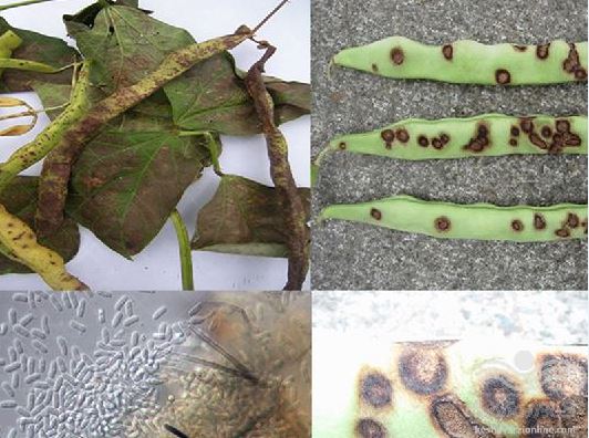 https://dl.keshavarzionline.com/images/upload/Seed-fungal-pathogens-Part-II-1.jpg